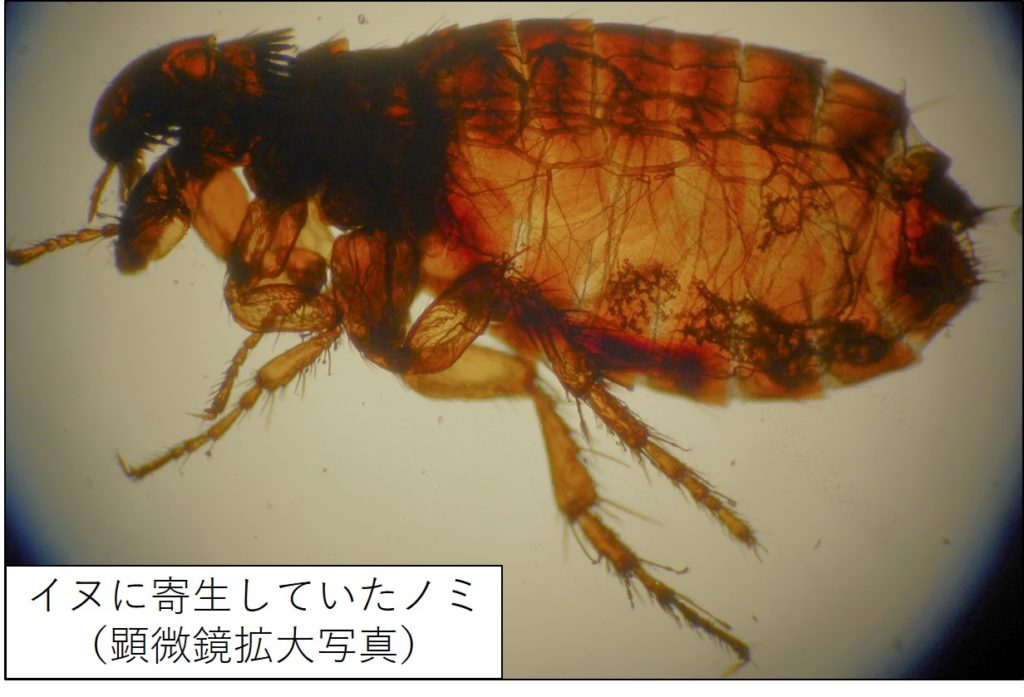 ノミについて|高松市の動物病院|林動物病院